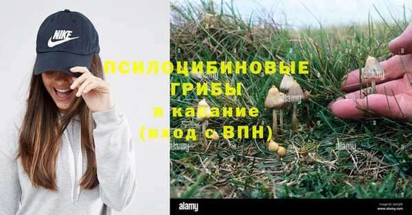 индика Ельня
