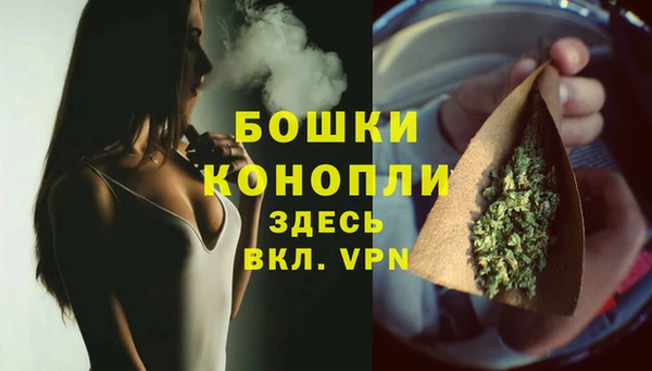 индика Ельня